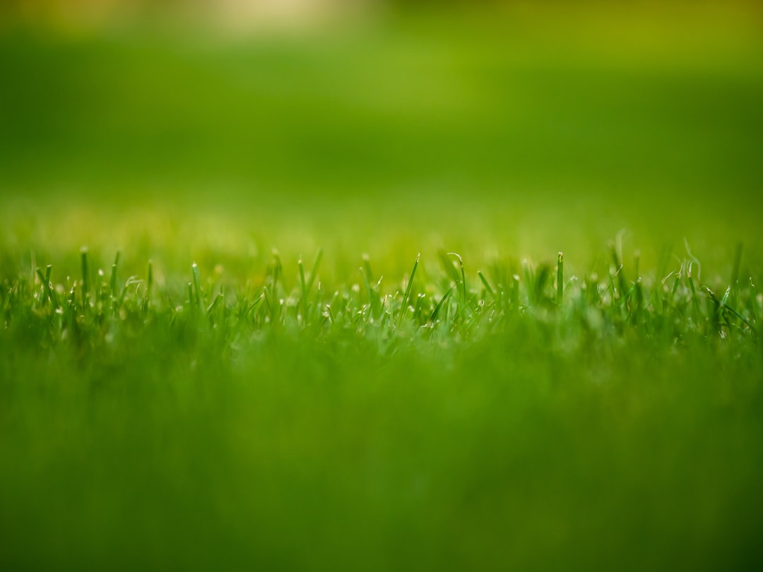 A close up of some grass