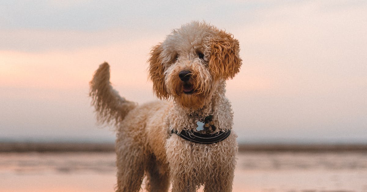 A close up of a dog on a beach